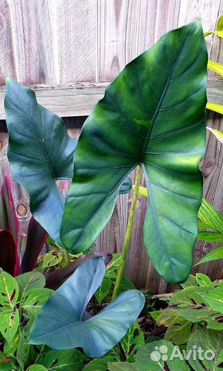 Алоказия Принцепс бульба
