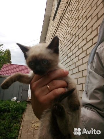 Котята в добрые руки, бесплатно