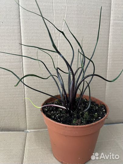 Алоказия Летающий кальмар