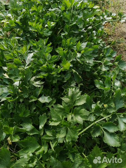 Домашняя петрушка, сельдерей, яблоки, груши