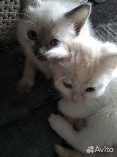 Котята