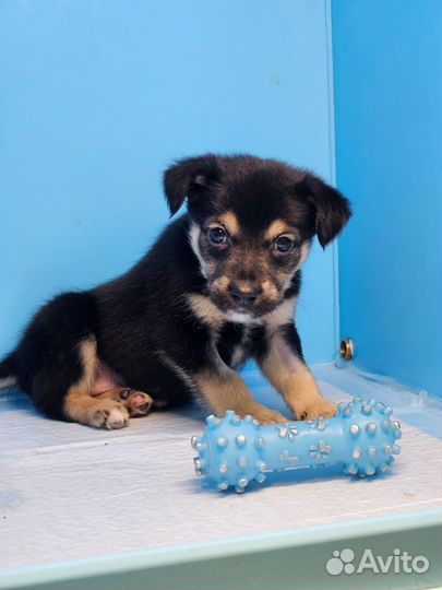 Щенки в дар