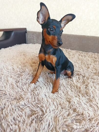 Цвергпинчер девочка(мини доберман)