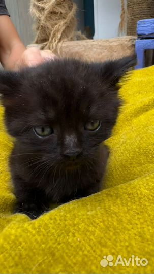 Котята ищут дом