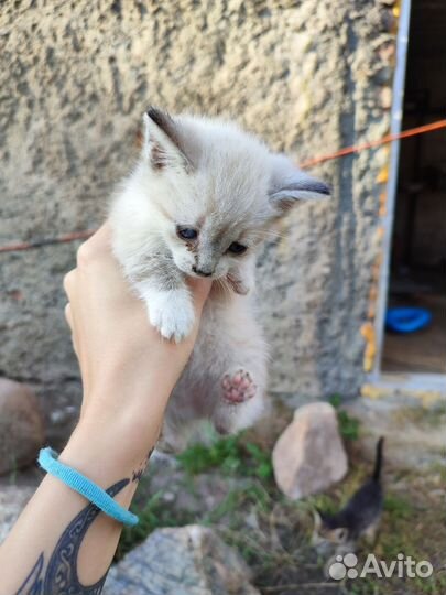 Котята мейн-кун бесплатно