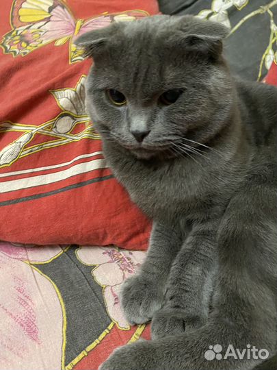 Шотландский кот вязка