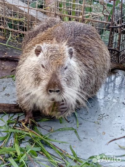 Нутрии на племя