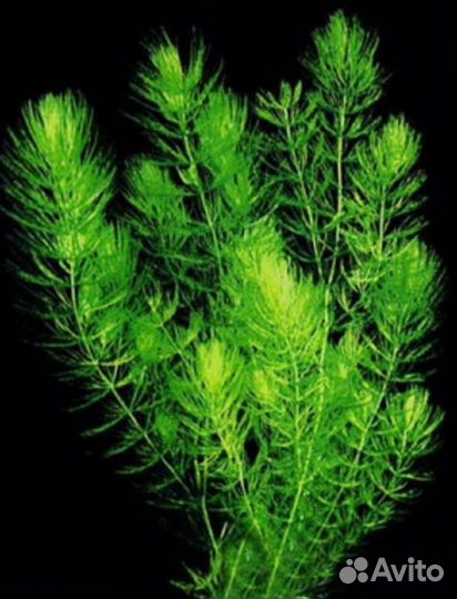 Роголистник банка 1 литр