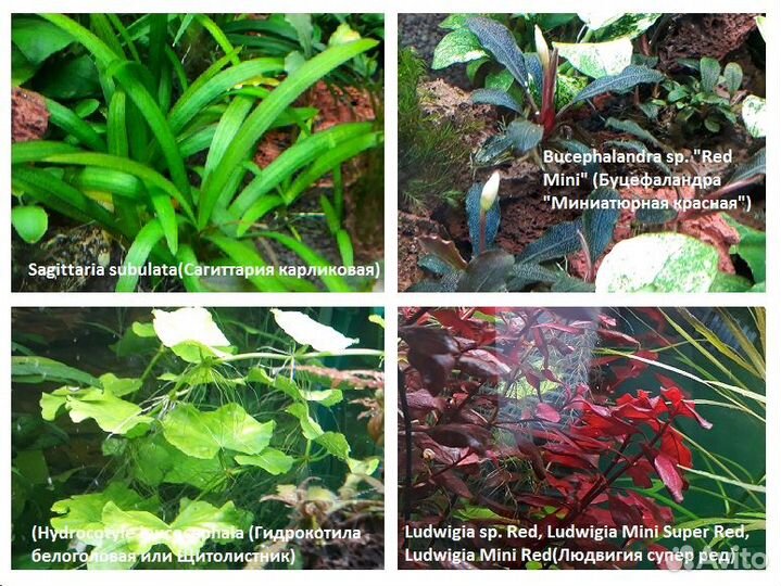 Анубиасы, ротала,лудвигия,погостемон и т.д