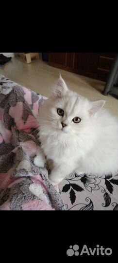 Британская длинношёрстная, серебристая шиншилла