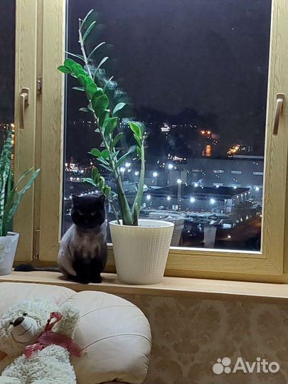 Британская кошка бесплатно
