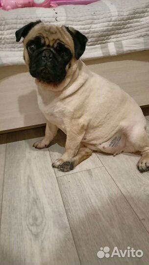 Продам мопса