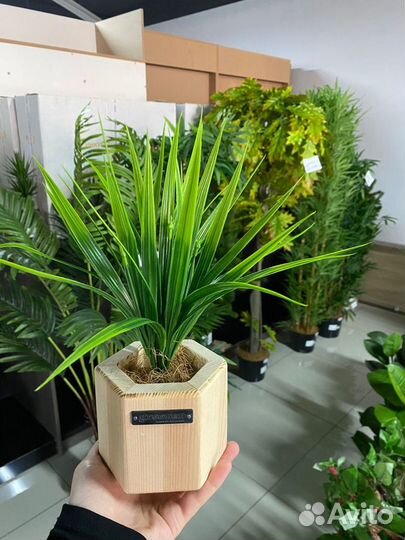 Декоративные растения для дома