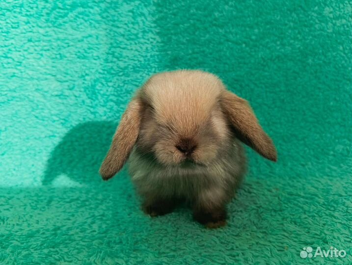 Декоративные кролики