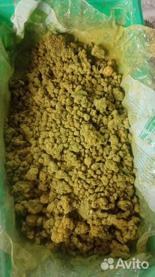 Триходерма вериде