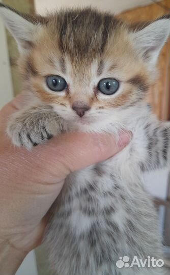 Котята британцы