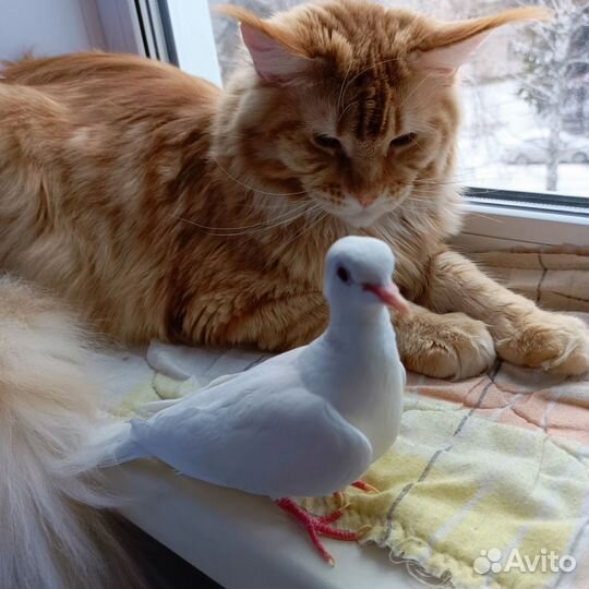 Смеющиеся горлицы