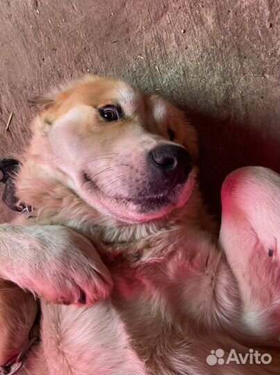 Вязка сао алабай