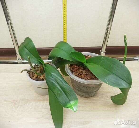 Орхидея белая