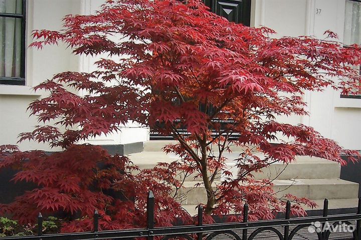 Японский клён