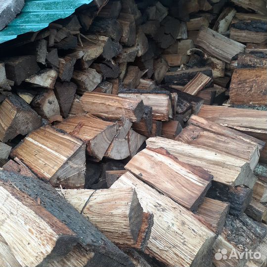 Колытый дуб