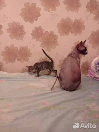 Котëнок