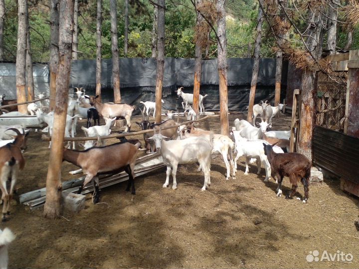 Козы дойные и костраты