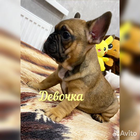 Французский бульдог щенки