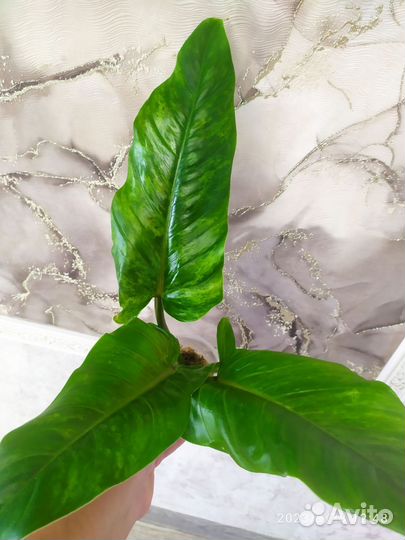 Филодендрон Круэнтум вариегатный