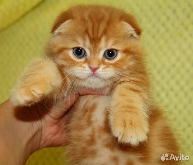 Шотлндские вислоухие котики, яркие рыжики