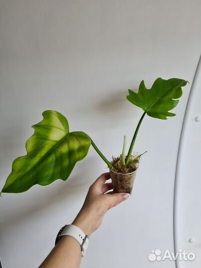 Филодендрон т 31 вар