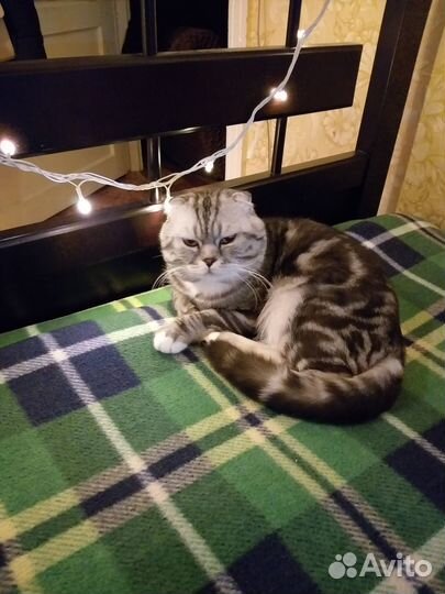 Шотландский кот вязка