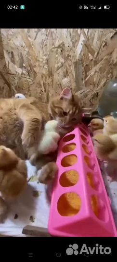 Цыплята бройлеры суточные