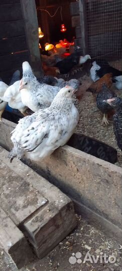 Молодки доминанты 2,5 м