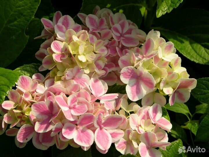 Гортензия крупнолистная Пеперминт