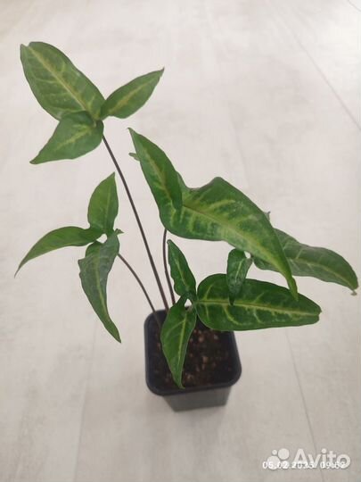 Комнатные цветы