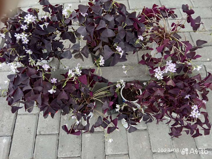 Оксалис (кислица) зелёный и фиолет