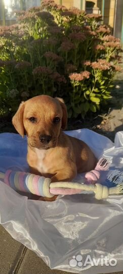 Щенки таксы