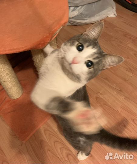 Спасите Виолу