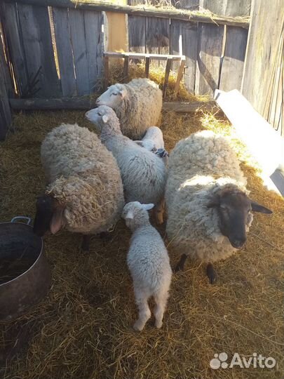 Овцы.Ягнята.Бараны