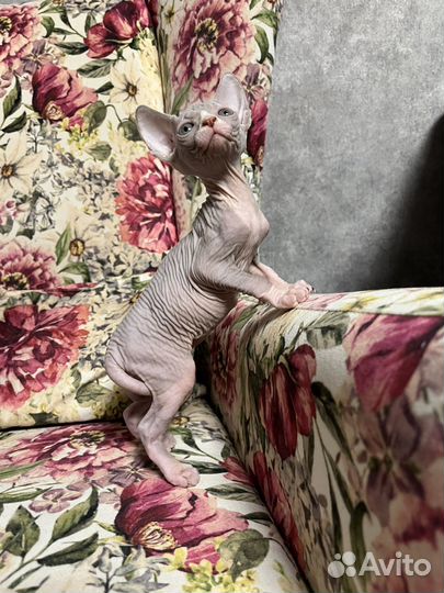 Канадский сфинкс котенок девочка