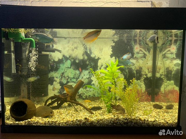 Аквариум