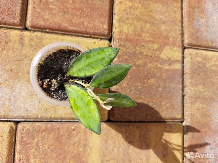 Хойя почтой