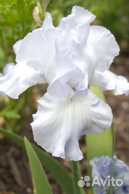 Ирисы бородатые белые Форзиция