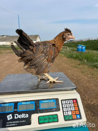 Куры несушки