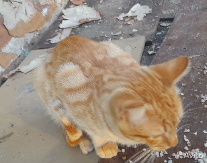 Котик рыжий