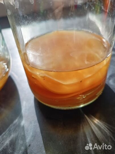 Чайный гриб