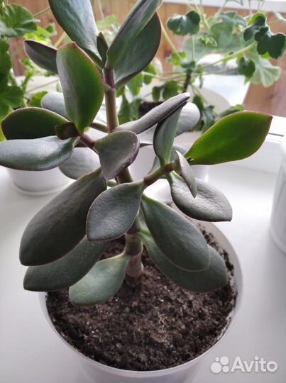 Денежное дерево толстянка