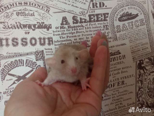 Крысята марбл/лонг/девил