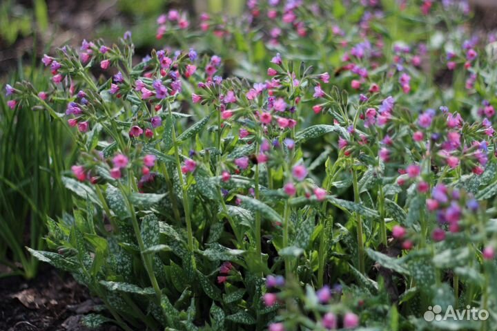 Медуница и традесканция садовая